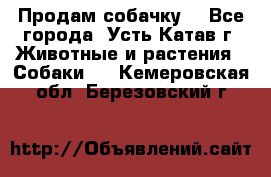 Продам собачку  - Все города, Усть-Катав г. Животные и растения » Собаки   . Кемеровская обл.,Березовский г.